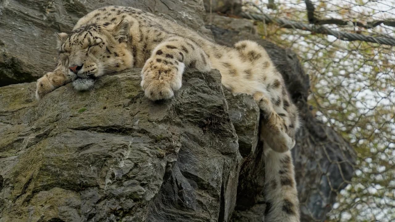 Best Time to Visit Pairi Daiza: Season, Crowds and Events