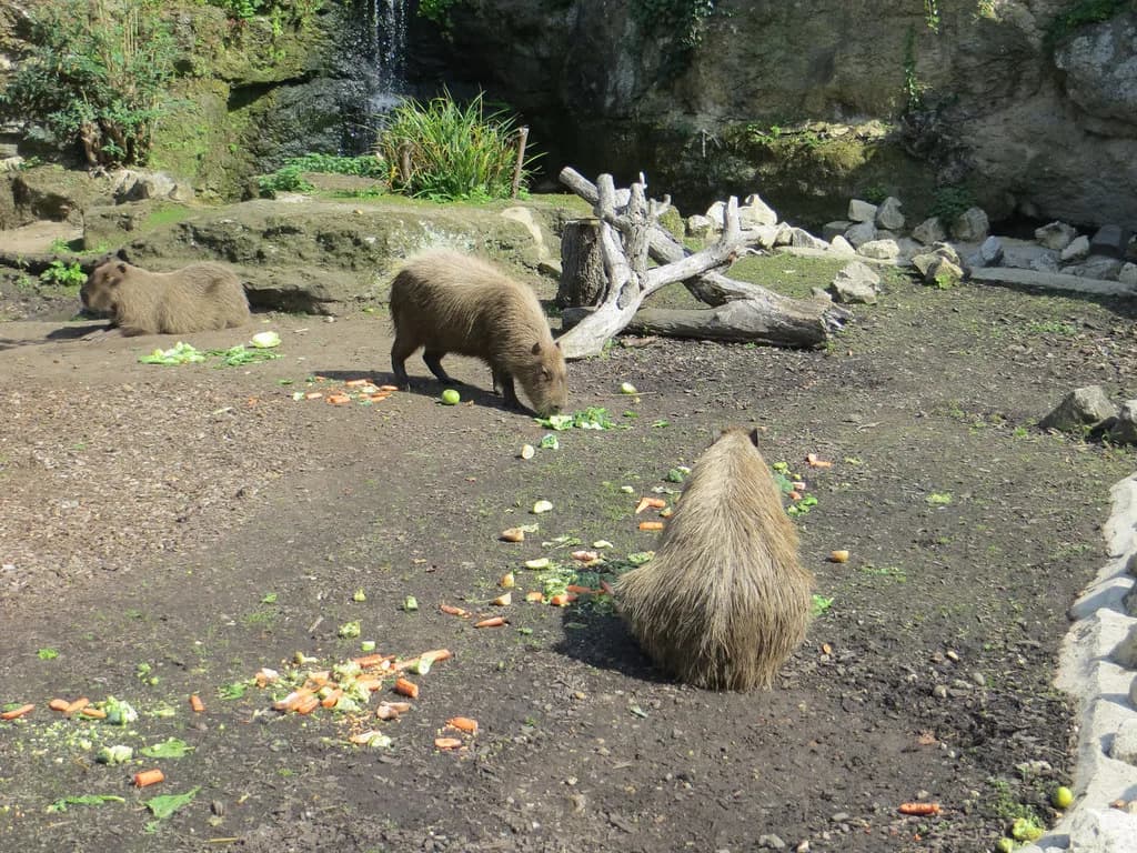 Chessington Zoo: Animals, Areas and How to Plan Your Visit