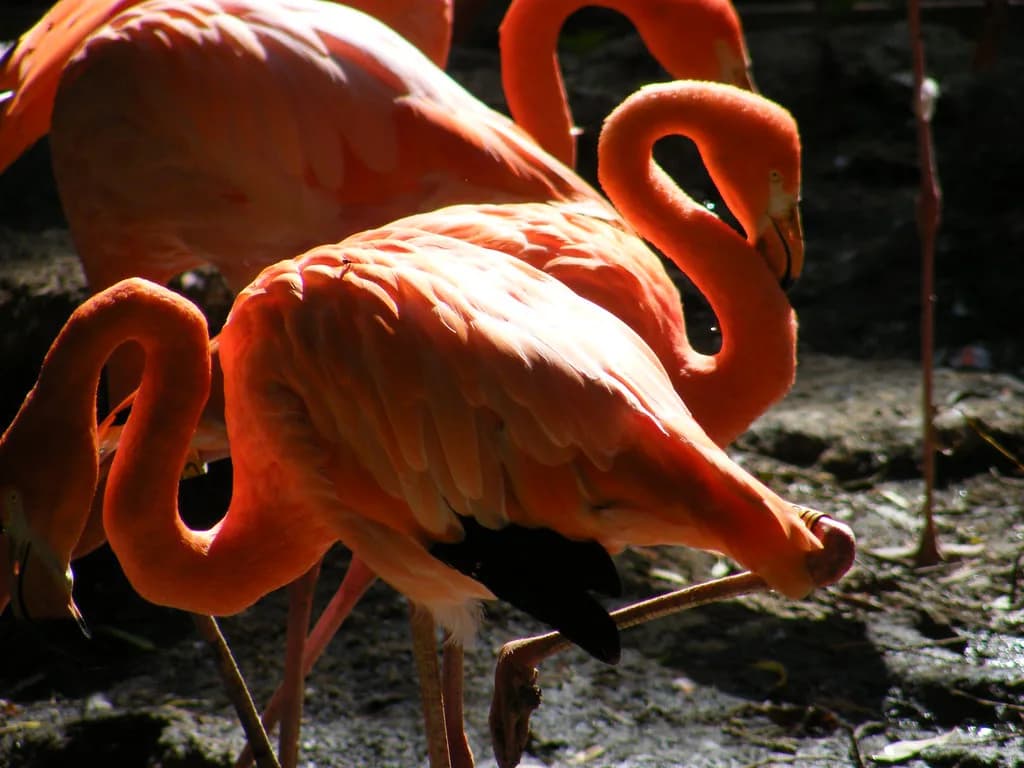 Flamingo Land Zoo: Animals, Areas and Planning Your Visit