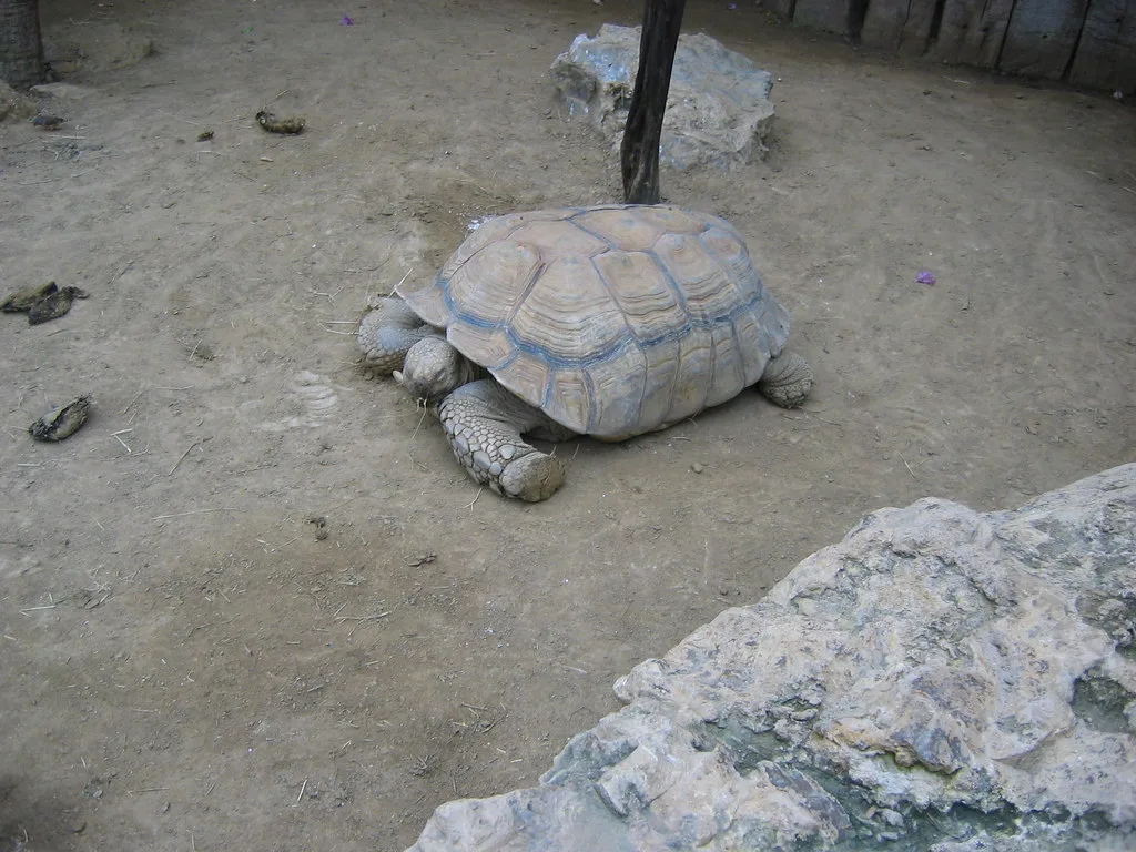 Pairi Daiza, Belgium