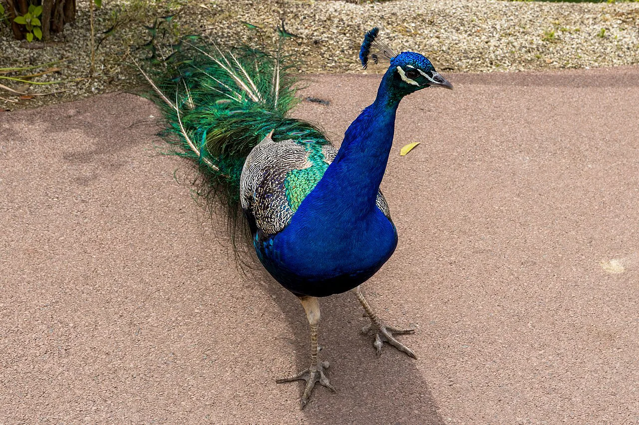 Pairi Daiza - Paon