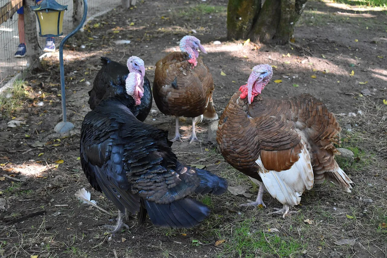 Turkey Puy du Fou