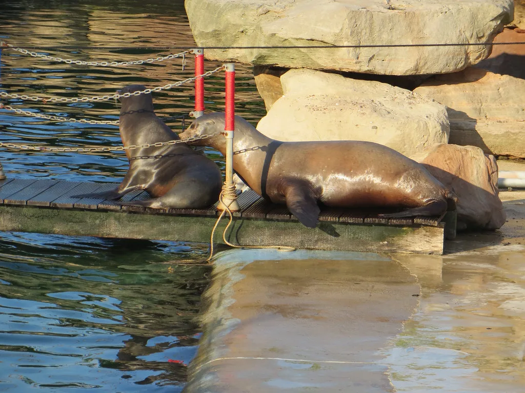 Sea Lions at Chessington Zoo at Chessington World of Adventures Resort in London