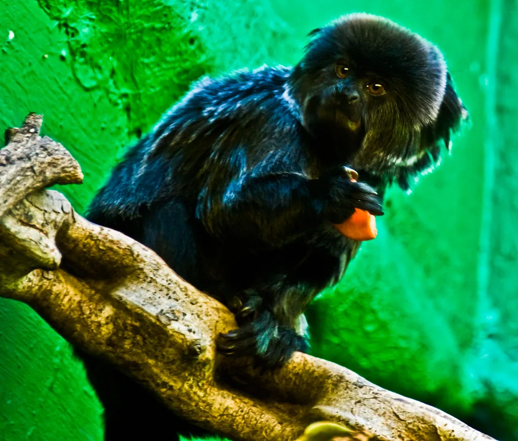 Chessington, Chessington World of Adventures