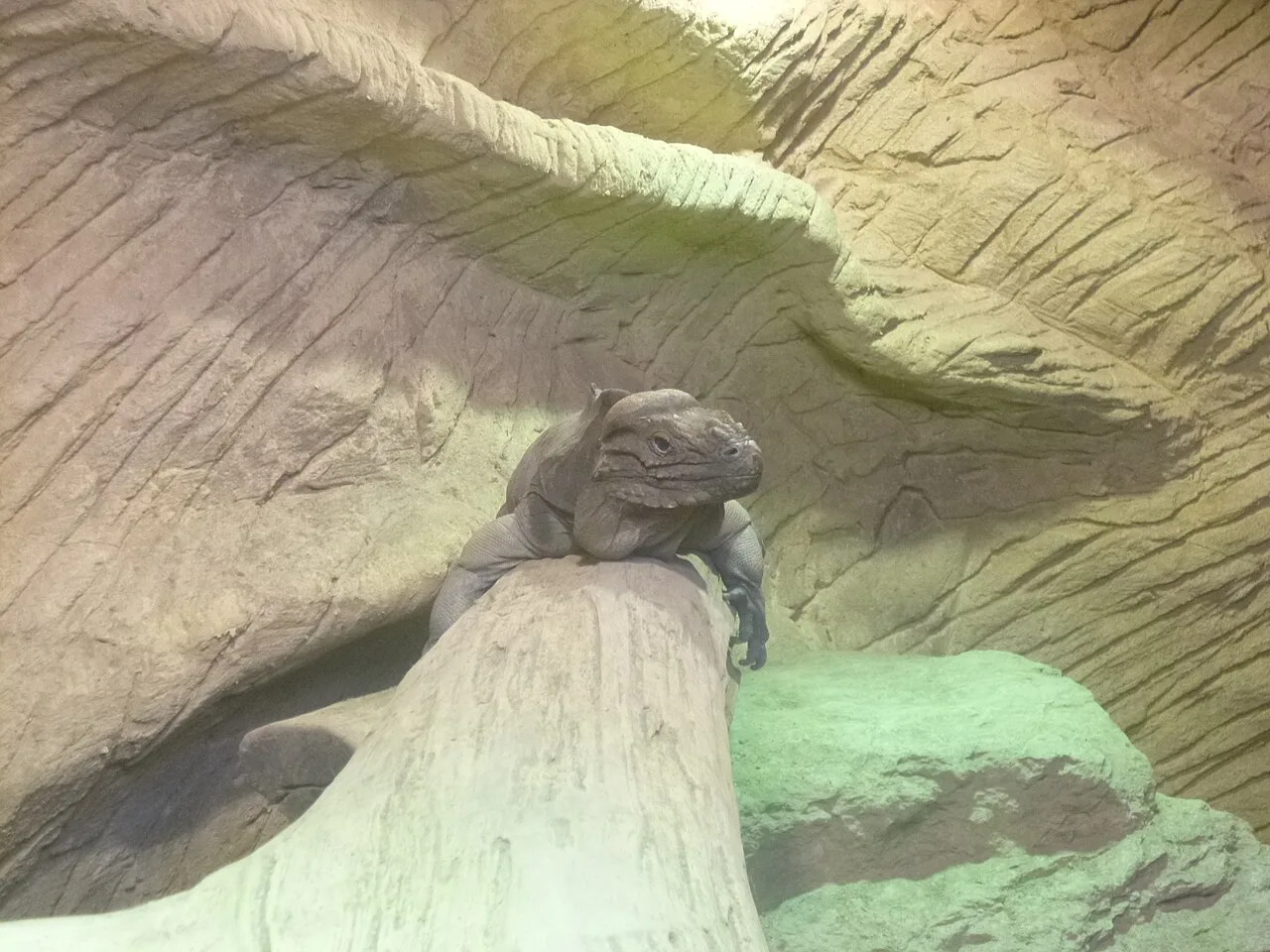 Lizard at Chessington Zoo, Chessington World of Adventures