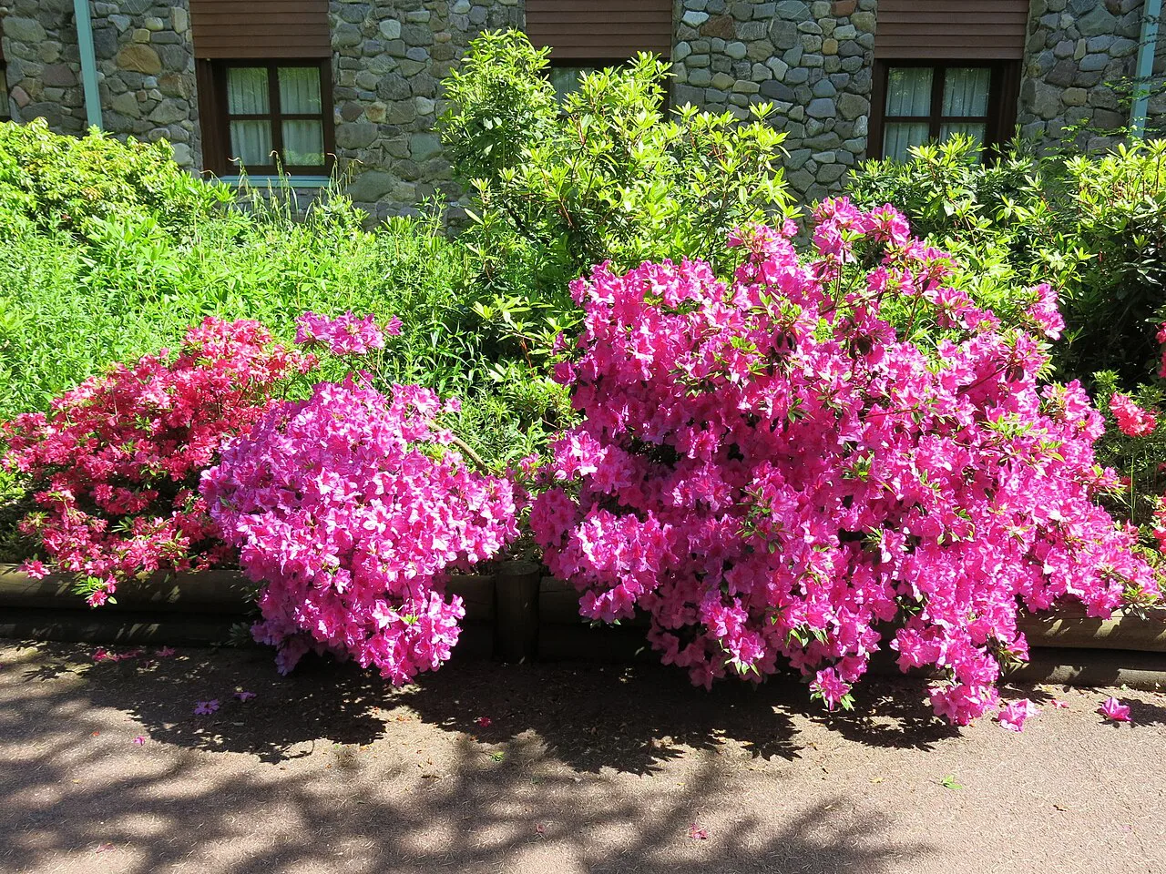Rhododendrons in the park of the hotels of Disneyland Paris