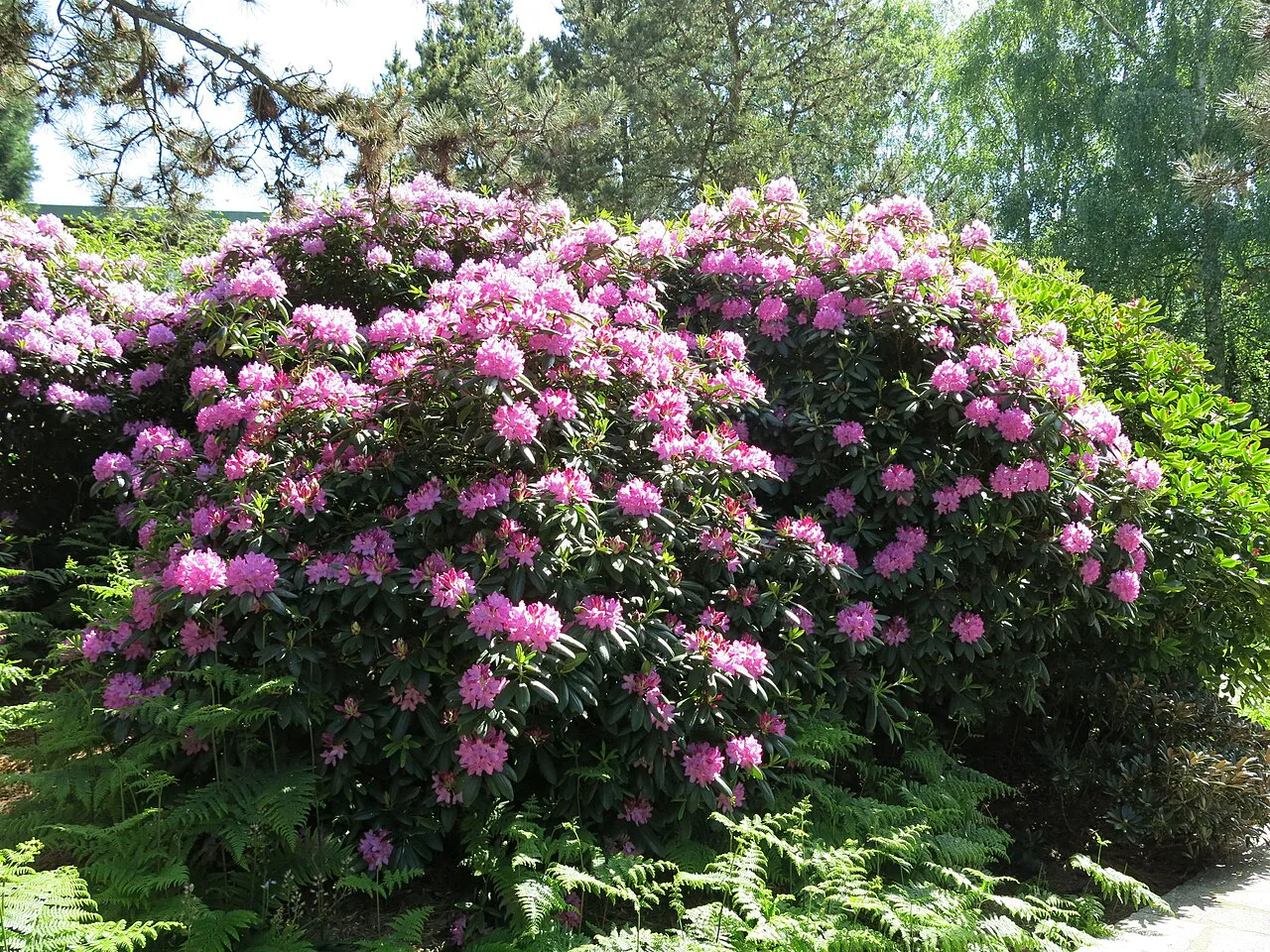 Rhododendrons in the park of the hotels of Disneyland Paris