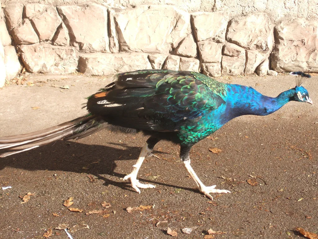 Peacock at Flamingo Land