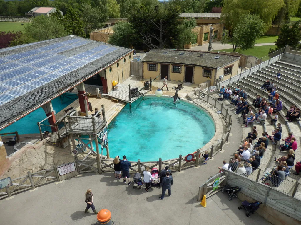 Sea Lion Show Centre, Flamingo Land