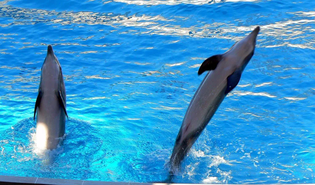 two dolphins, Gardaland