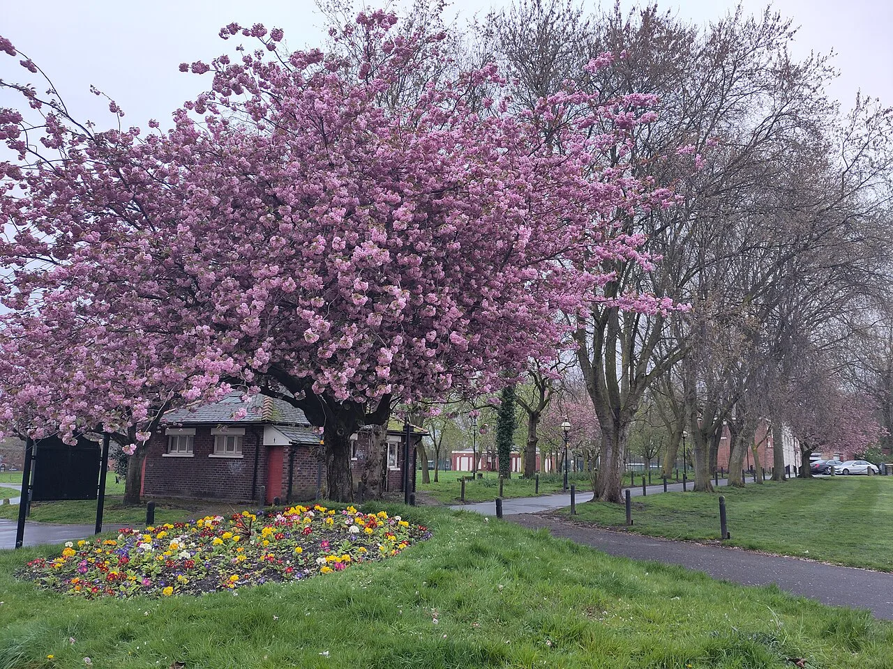 Cherry blossom and avenue lamps at Warrington Town Hall, Gulliver's World
