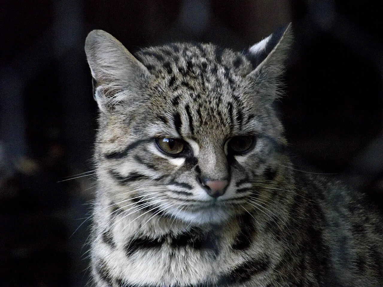 Geoffroy's Cat (Leopardus geoffroyi), Drayton Manor