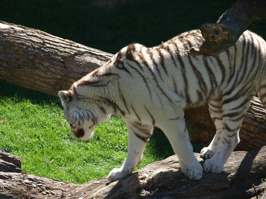 Pairi Daiza, Belgium