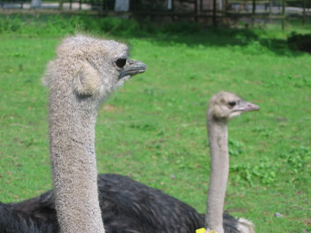 Pairi Daiza, Belgium