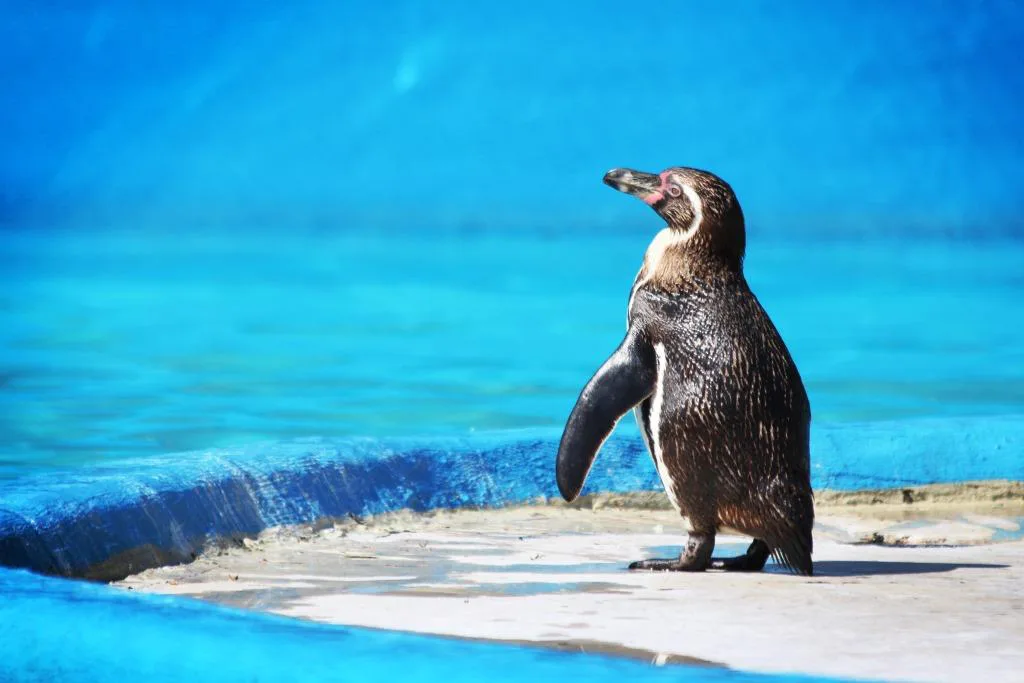 Humboldt Penguins at Paultons Park
