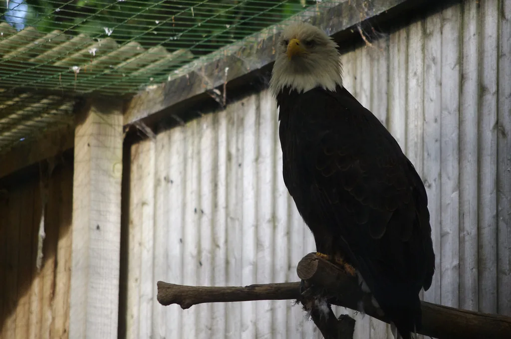 aigle puy du fou
