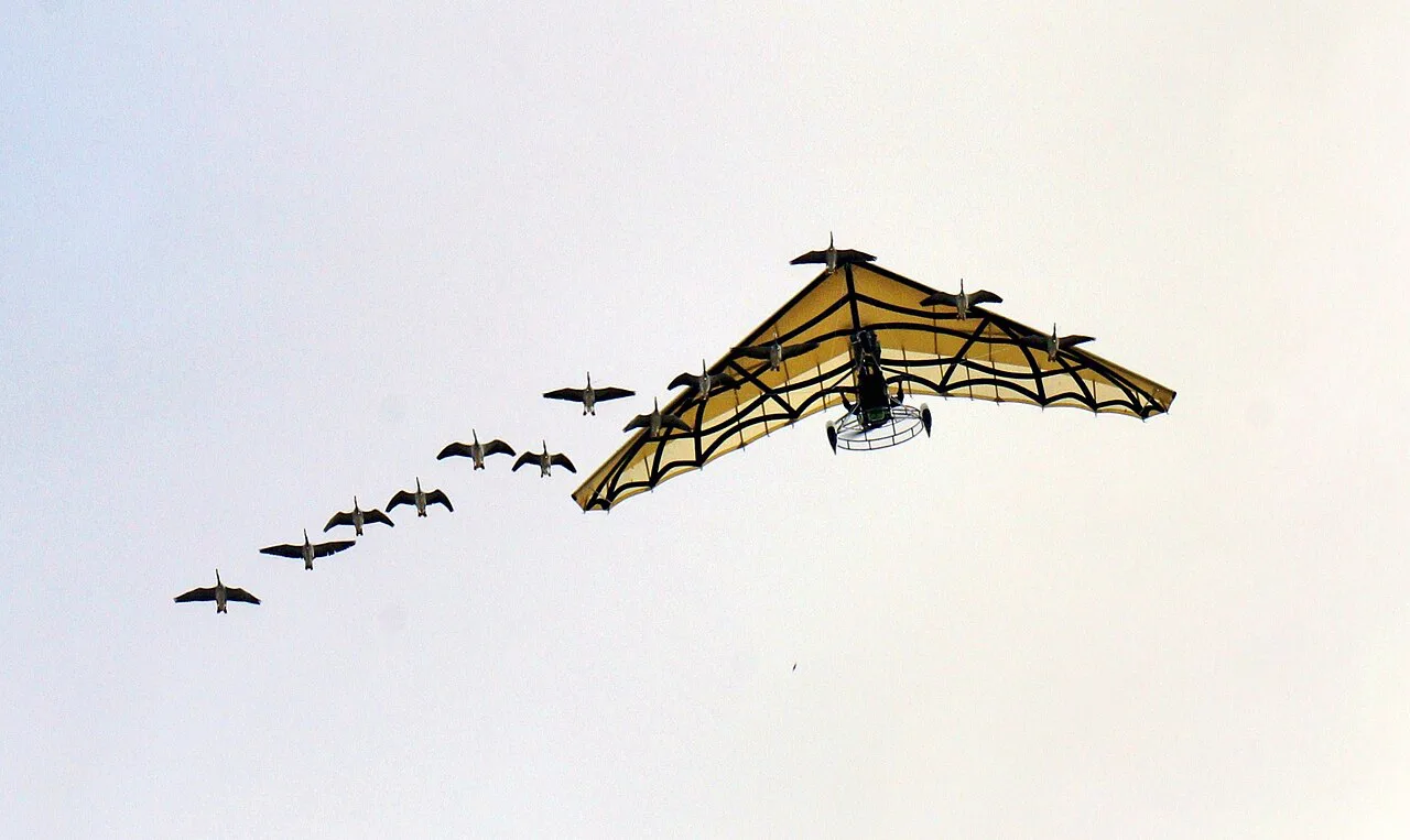 Puy du Fou.- Anser anser in flight (flocks)