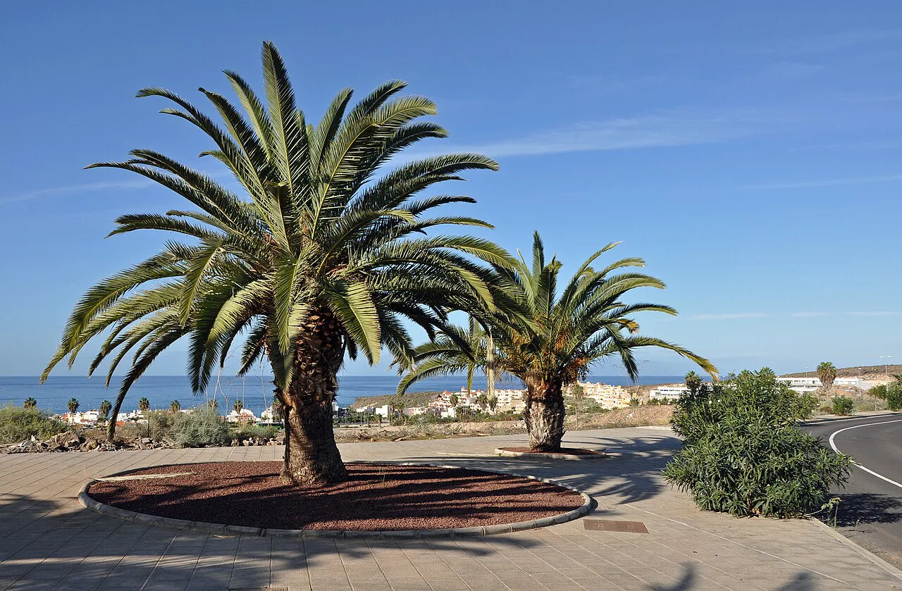 Costa Adeje, Tenerife
