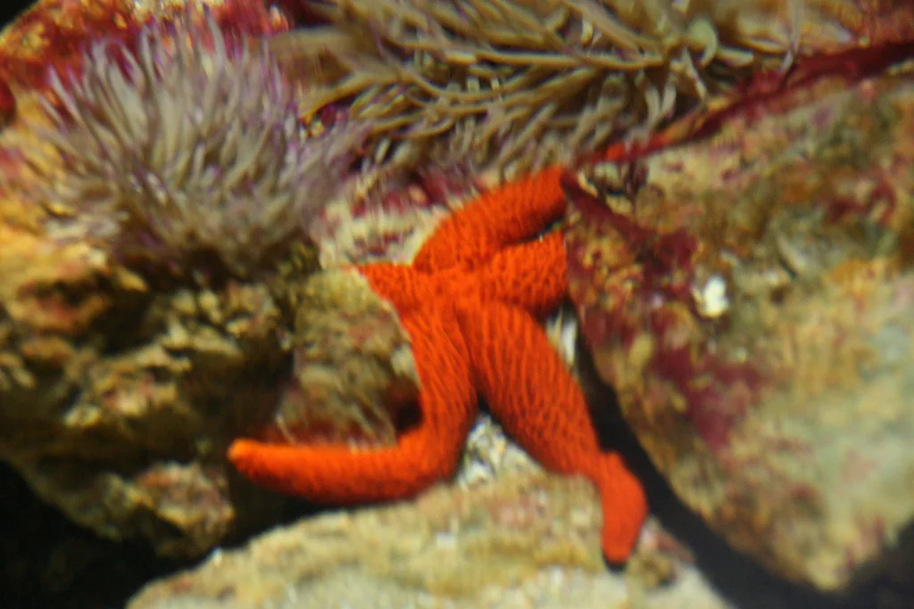 Estrella de Mar, Zoomarine